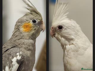 Cockatiels birds 2 hand reared cockatiels and cage - Advert 21