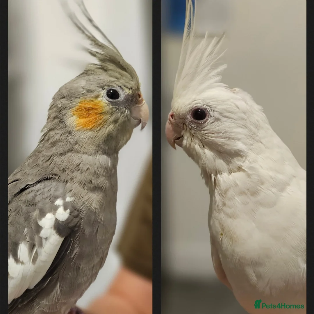 Cockatiels birds for sale: 2 hand reared cockatiels and cage - Advert 1