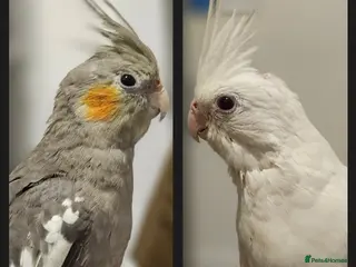 Cockatiels birds 2 hand reared cockatiels and cage - Advert 2