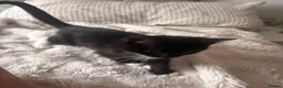Mixed Breed cats for sale: tabby’s and tuxedo kittens - Advert 11