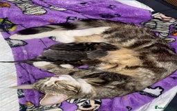 Domestic Shorthair cats for sale: Female domestic shorthair  - Image 4