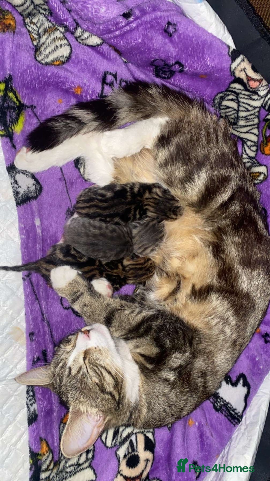 Domestic Shorthair cats for sale: Female domestic shorthair  - Image 4