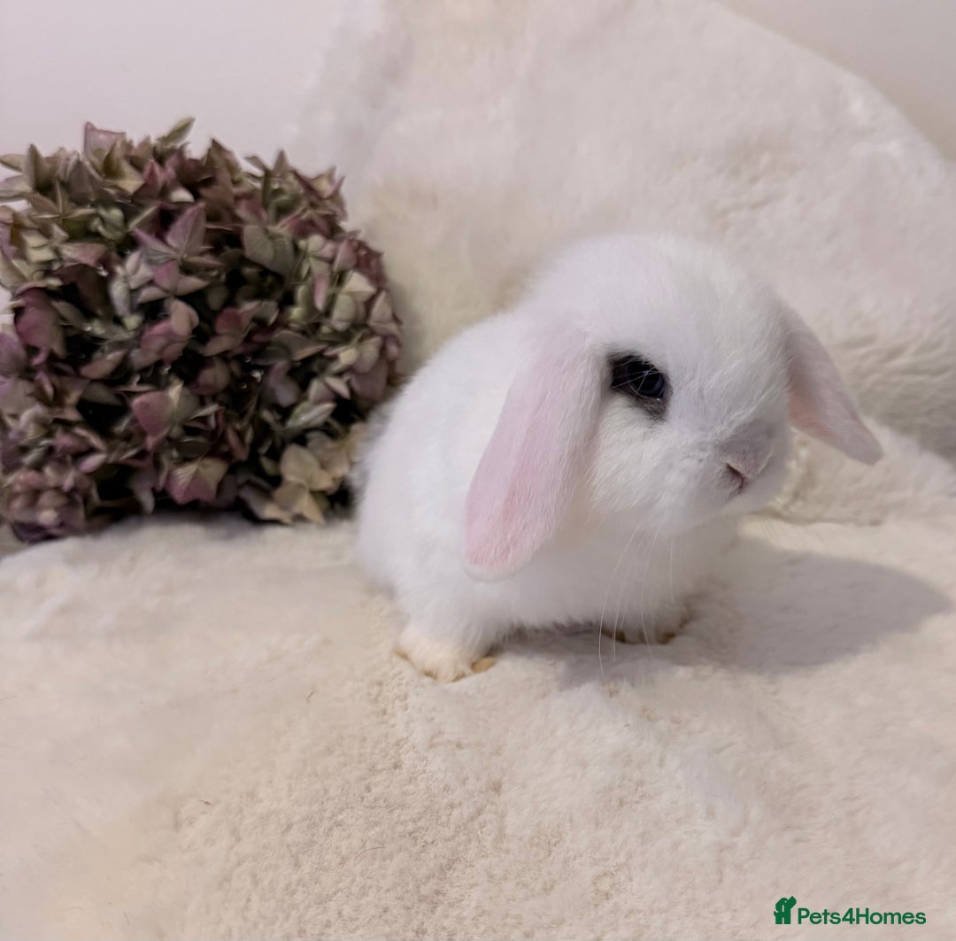Mini Lop rabbits for sale: MiniLop Baby Boy ready now  - Advert 6