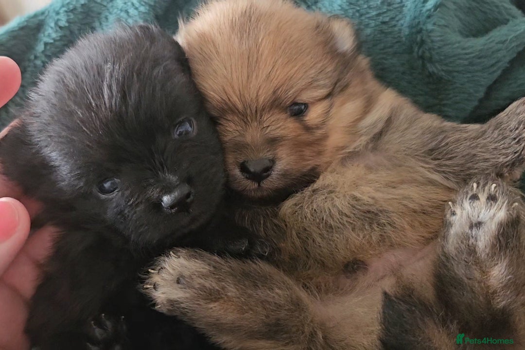 Pomeranian dogs for sale: Beautiful teddy like pomeranians - Image 5