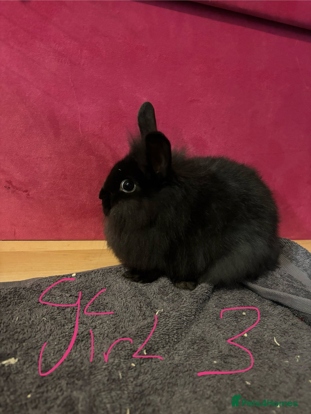 Lionhead rabbits for sale: Beautiful lionhead bunnies  - Advert 18
