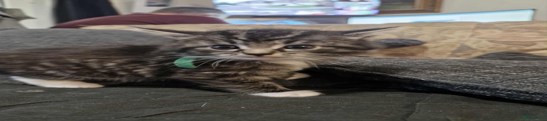 Maine Coon Cross Kitten 1 Boy