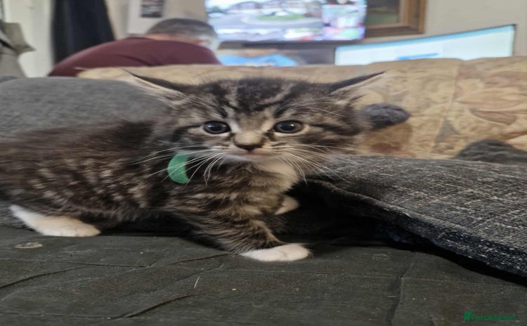 Maine Coon cats - Advert 10