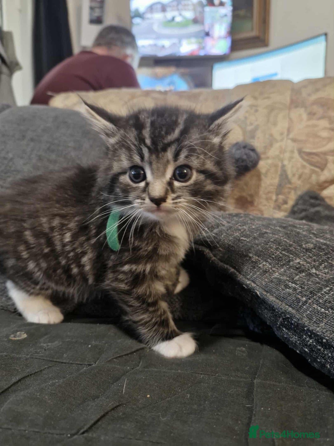 Maine Coon cats for sale: Maine Coon X kittens for - Image 1