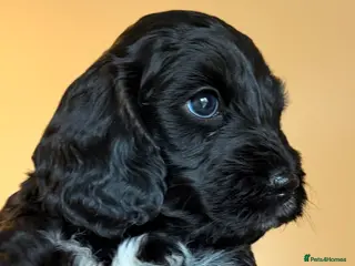 Cockapoo dogs F1 Cockapoo Puppies - Advert 12