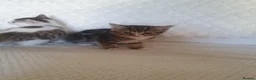 Mixed Breed cats for sale: 10 beautiful cuddly kittens - Advert 13