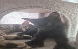 Mixed Breed cats for sale: 3 lovely playful male Kittens looking for home - Image 4