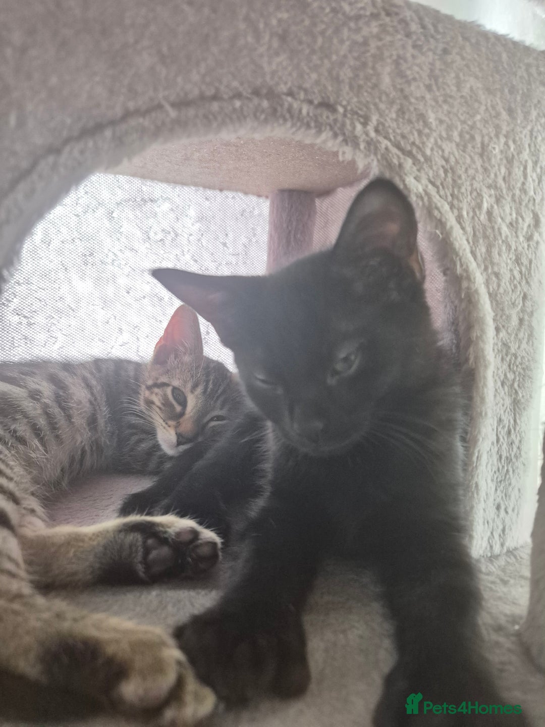 Mixed Breed cats for sale: 3 lovely playful male Kittens looking for home - Image 4