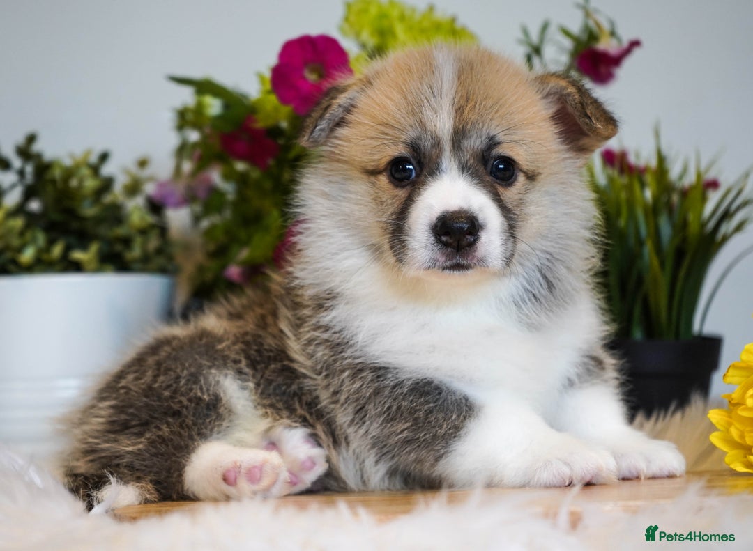 Welsh Corgi Pembroke dogs for sale: Welsh Corgi (Pembroke) - Image 11