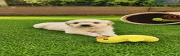 Golden Retriever dogs for sale: Exceptional Golden Retriever Puppies 🐾 - Advert 4