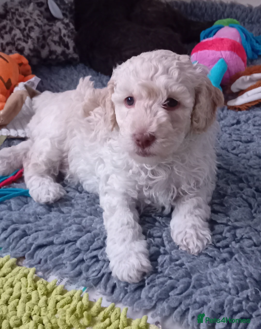 Goldendoodle dogs for sale: Adorable Miniature Double Doodle puppies  - Advert 14