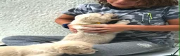 Golden Retriever dogs for sale: Championship lines puppies-ready now - Advert 35