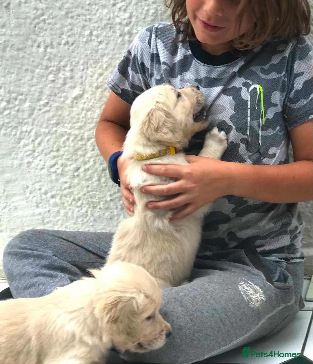 Golden Retriever dogs for sale: Championship lines puppies-ready now - Advert 35