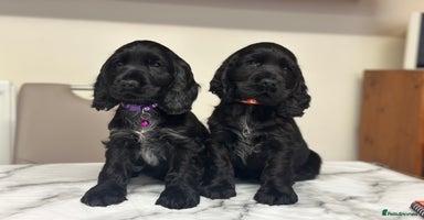 Cocker Spaniel dogs - Advert 2