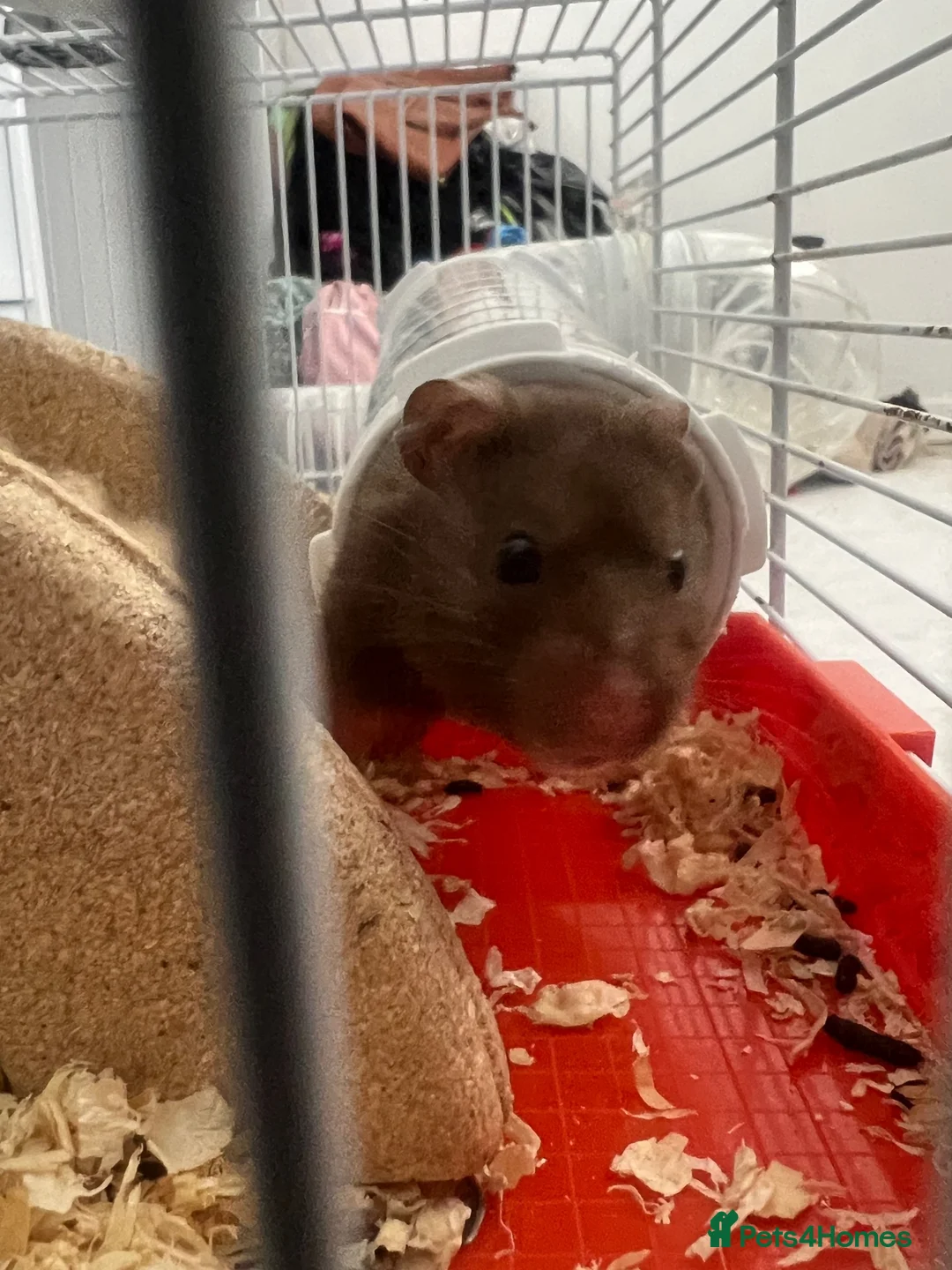 Hamster rodents for sale: Hamster for rehome - Advert 2