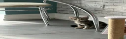 Mixed Breed cats for sale:  Beautiful Male 11 week old tabby  - Advert 2