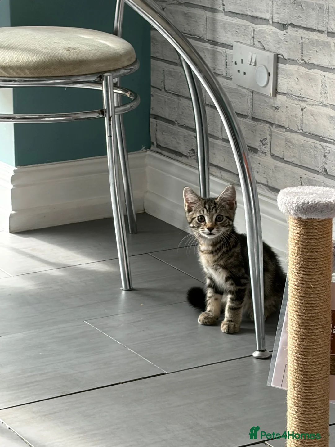 Mixed Breed cats for sale:  Beautiful Male 11 week old tabby  - Advert 2