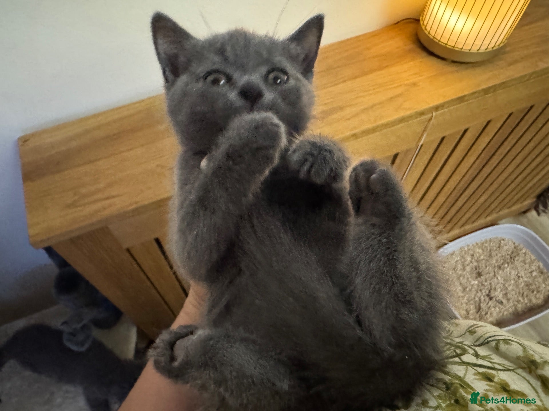 British Shorthair cats British shorthair kittens 4 chunky boys  - Advert 2