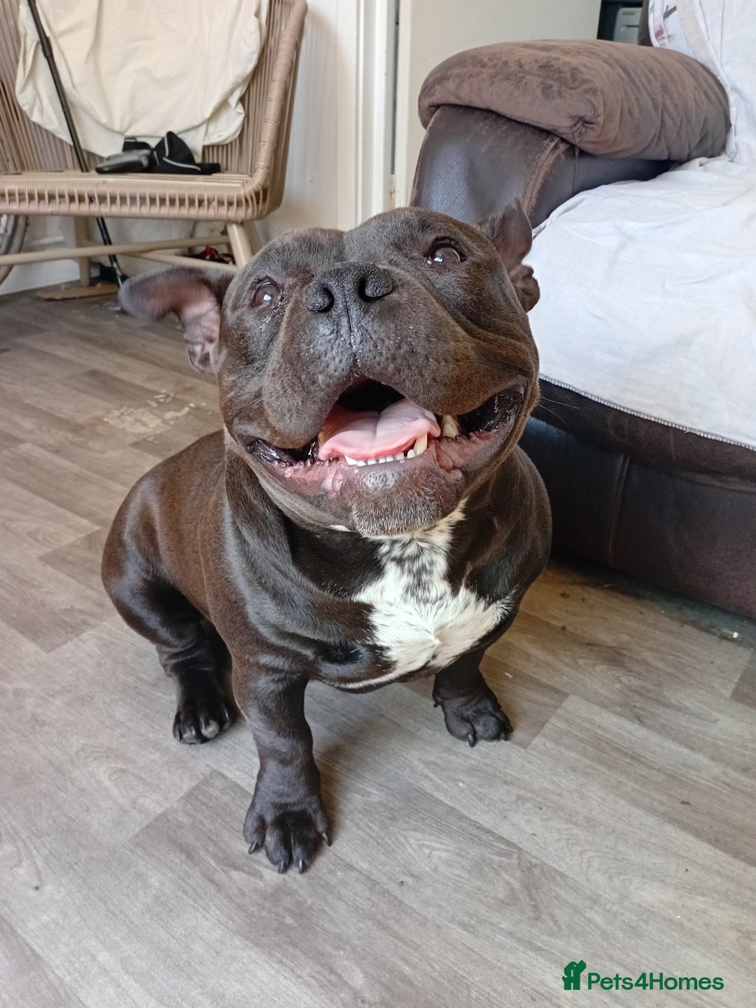 Mixed Breed dogs for sale: Pocket bully  - Image 4