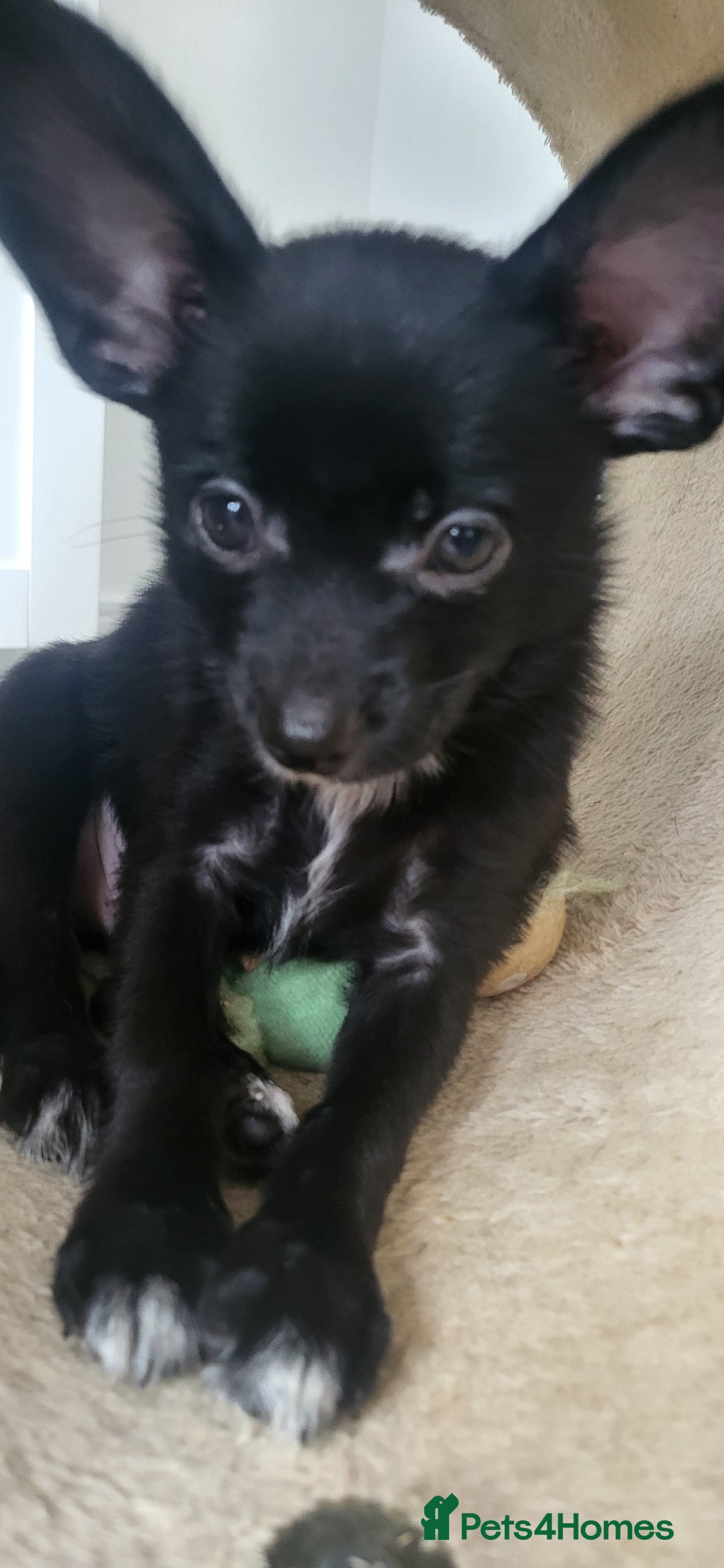 Mixed Breed dogs for sale: Amazing papillon cross  puppies. Ready to go. - Image 4