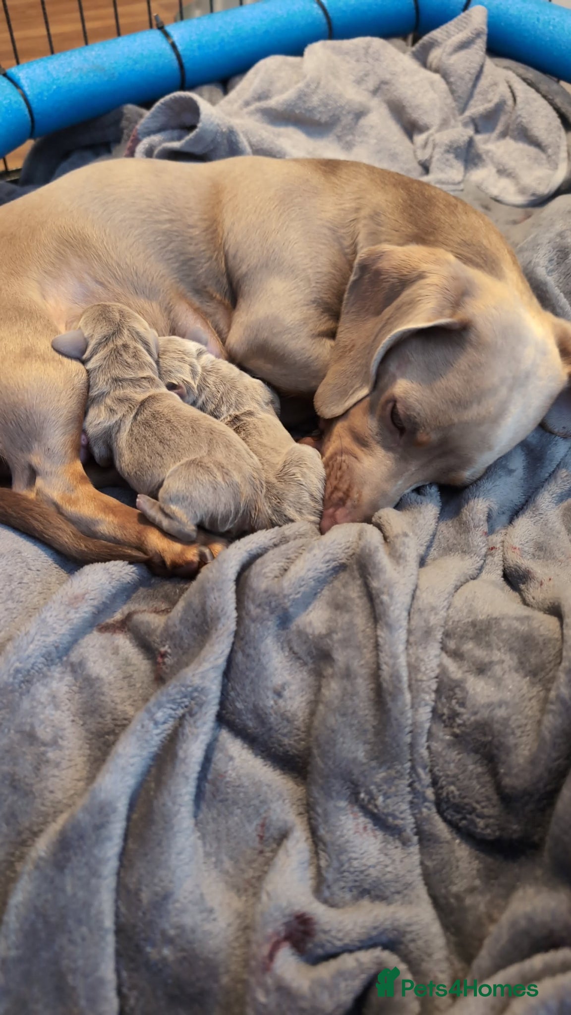 Miniature Dachshund dogs Adorable Miniature dachshund puppies - Advert 5
