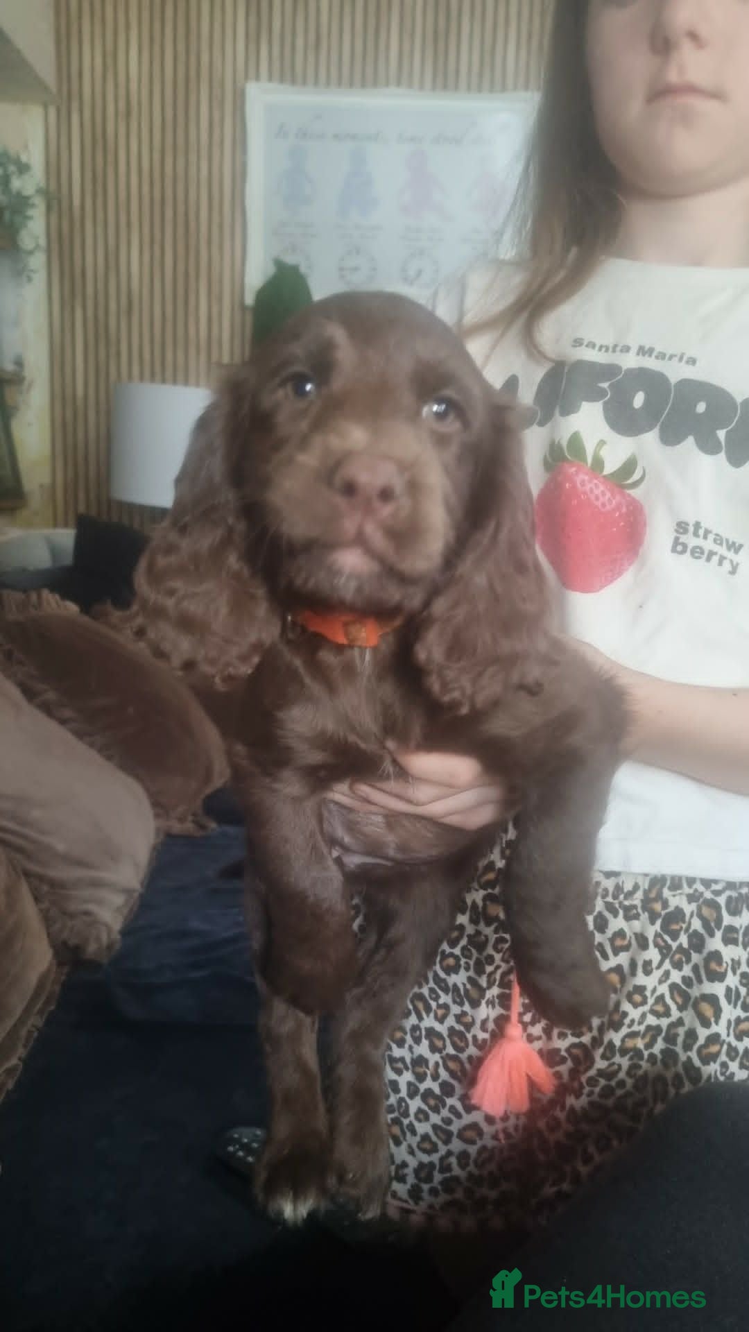 Sprocker dogs Sprocker Puppies ready now  - Advert 5