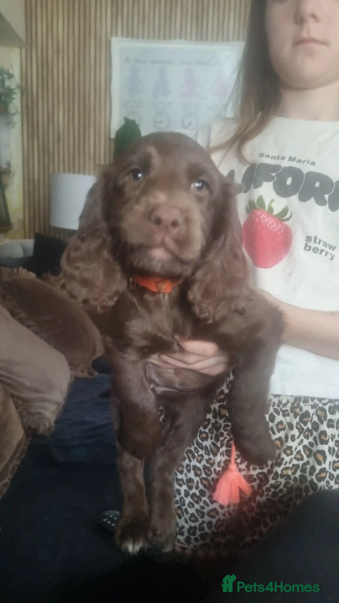 Sprocker dogs for sale: Sprocker Puppies ready now  - Advert 1