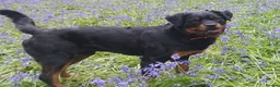 Rottweiler dogs for sale: Rottweiler male one year old  - Advert 5