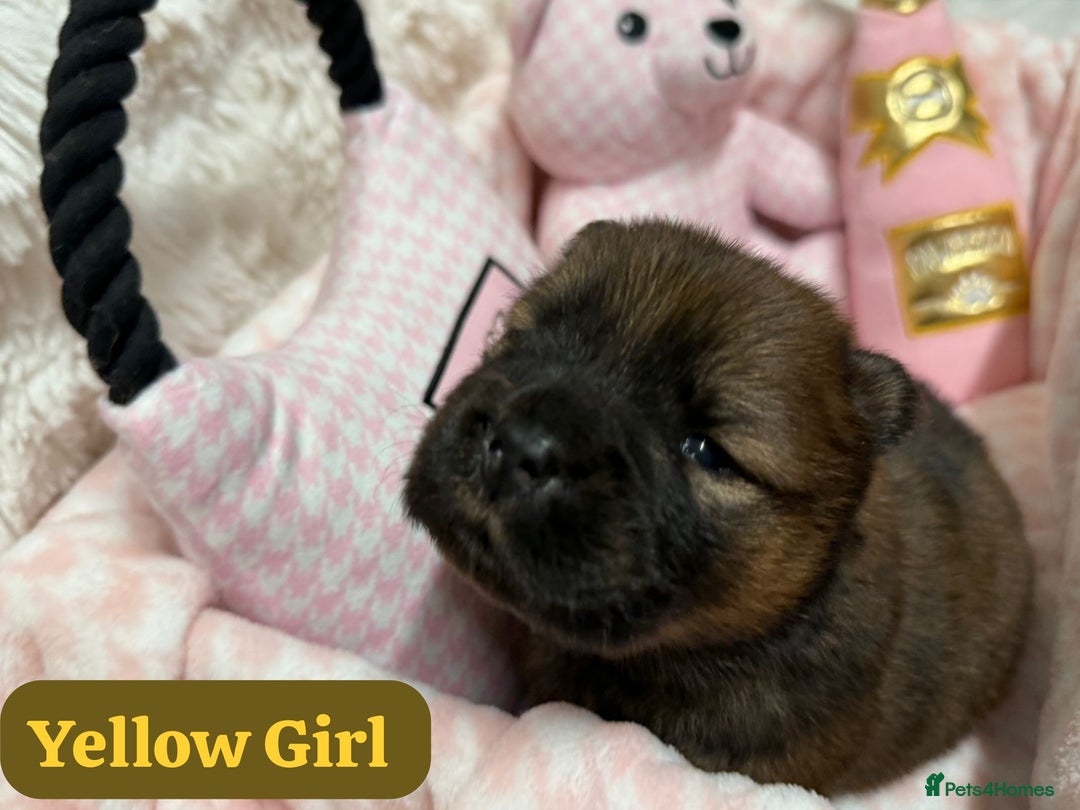 Chow Chow dogs for sale: 🏆 ** Just one Teddy Bear remaining  ** 🏆 - Advert 19