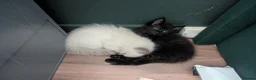 Ragdoll cats for sale: Black 3/4 ragdoll female kitten in Glasgow - Advert 8