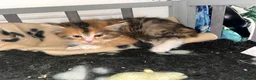 Mixed Breed cats for sale: 5 beautiful kittens   - Advert 6