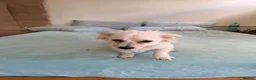 Mixed Breed dogs for sale: Beautiful maltese mix girl - Advert 6