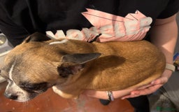 Mixed Breed dogs for sale: Males fenchie chihuahua x2 female chihuahua  - Image 5