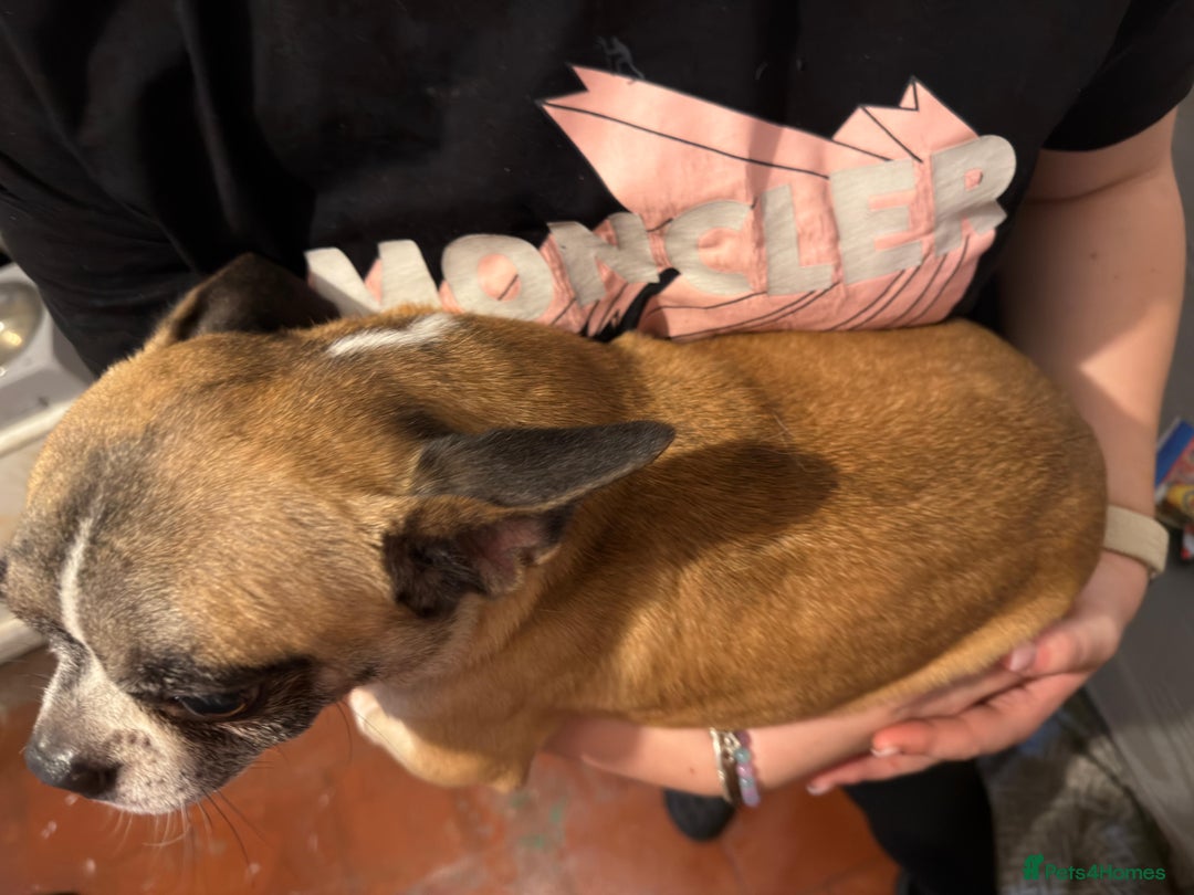 Mixed Breed dogs for sale: Males fenchie chihuahua x2 female chihuahua  - Image 5