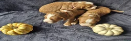 Cocker Spaniel dogs for sale: Beautiful working cocker spaniel puppies in Worcester - Advert 7