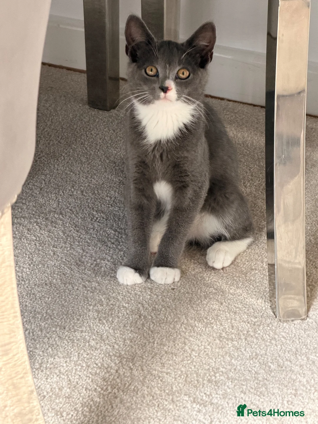 Ragdoll cats for sale: Ragdoll X British Shorthair Boy - Advert 3