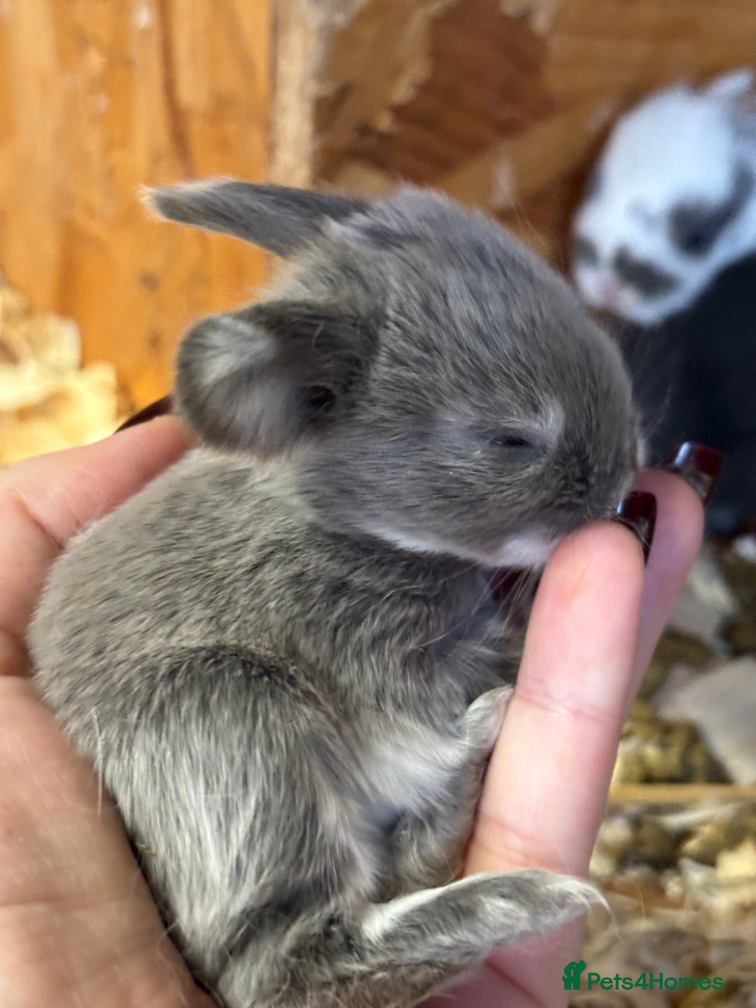 Mini Lop rabbits for sale: White & Grey Mini Lops - Advert 9