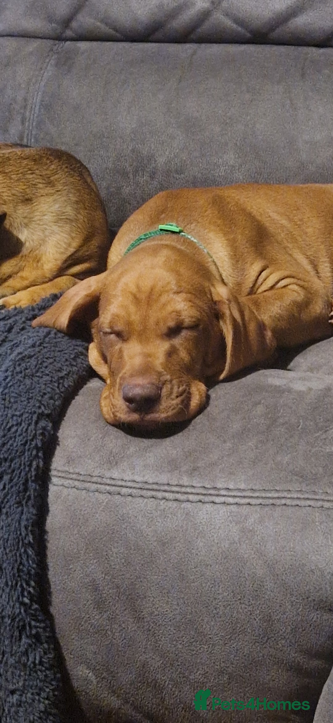 Hungarian Vizsla dogs for sale: Gorgeous bouncy and healthy vizsla pups - Image 1