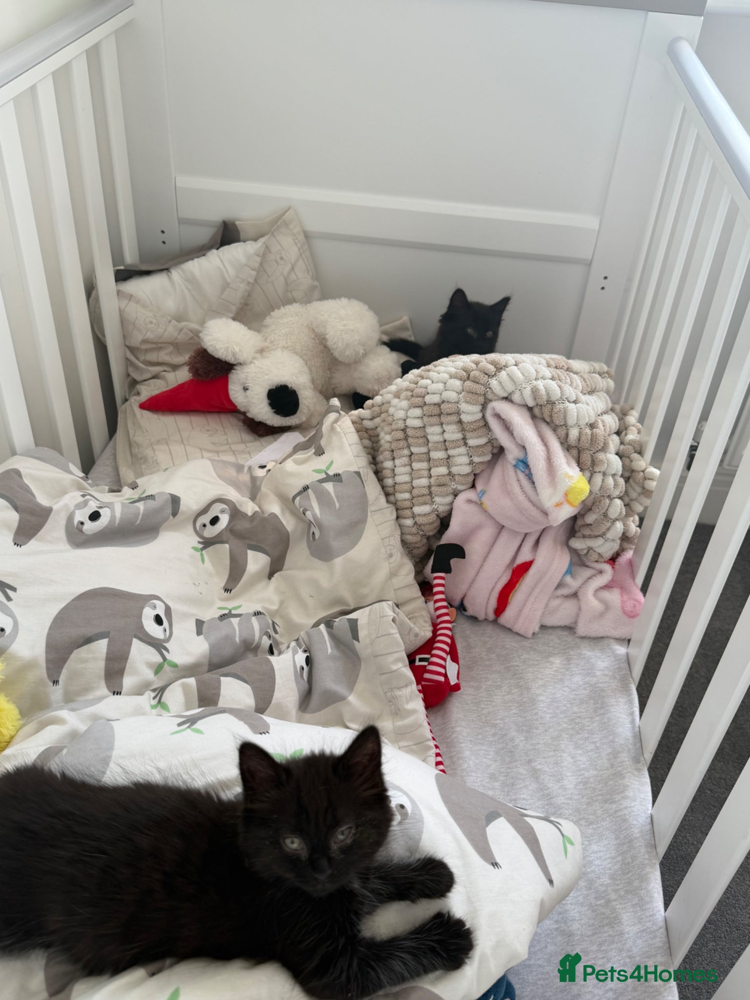 British Shorthair cats 2 female black kittens  - Advert 6