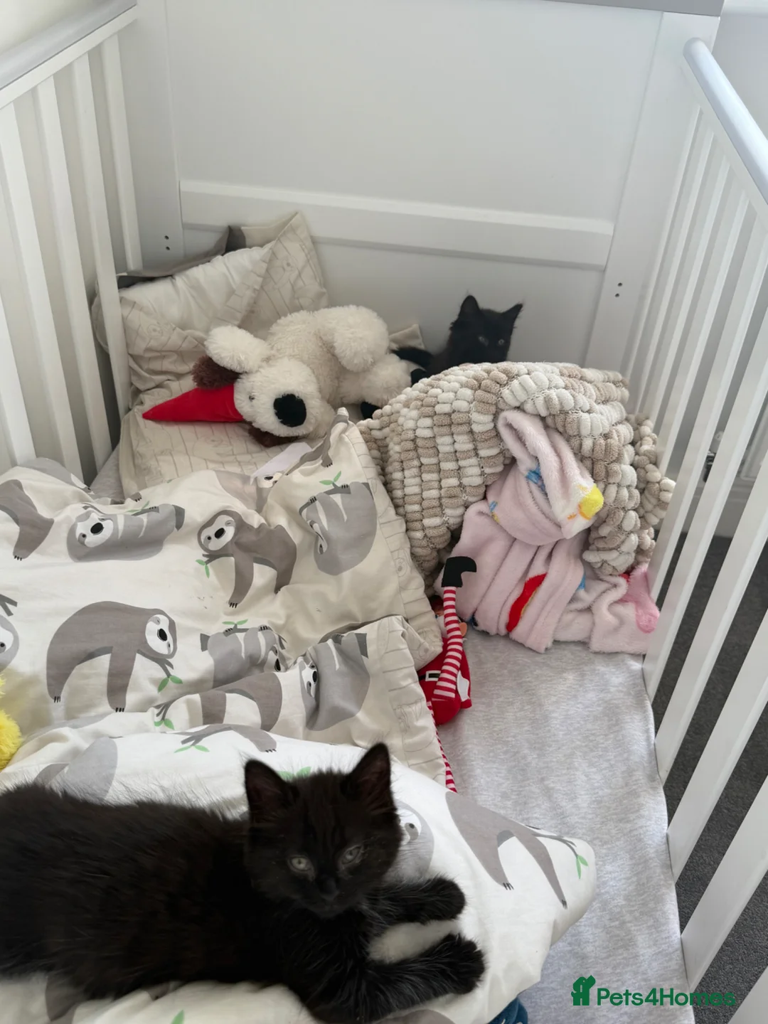 British Shorthair cats for sale: 2 female black kittens  in Bristol - Advert 1