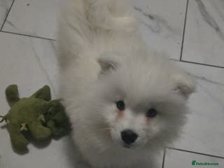 Samoyed dogs Only 2 beautiful girls left - Advert 2