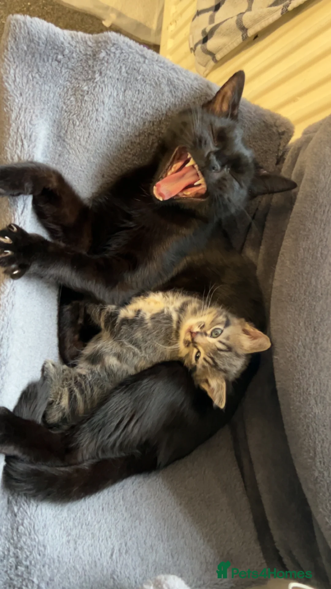 Mixed Breed cats for sale: Beautiful playful kittens  - Advert 2