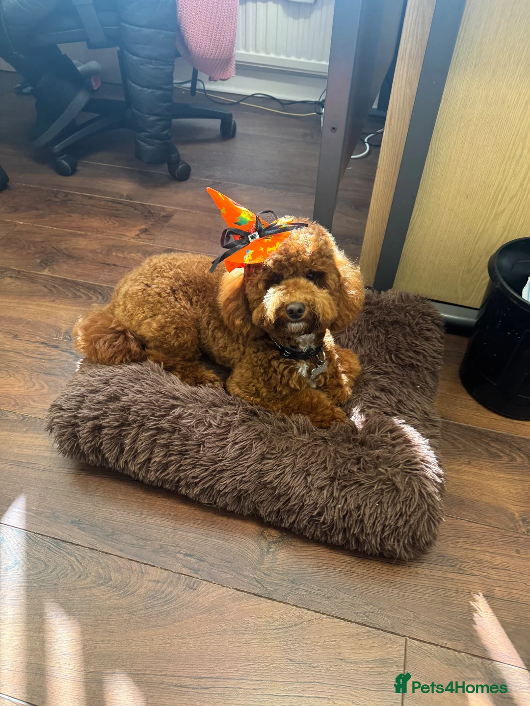 Cavapoo dogs for stud: Cavapoo for stud  in Bromley - Advert 6