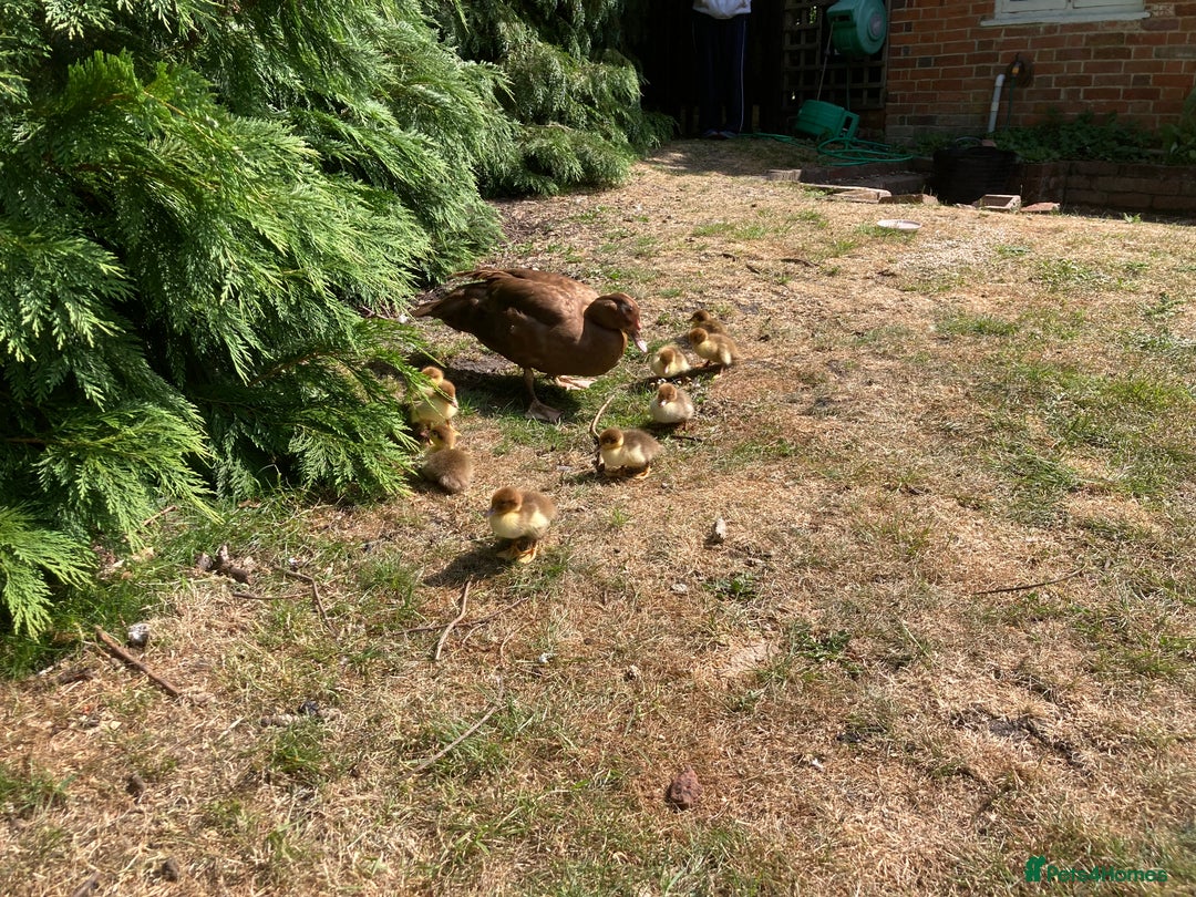 Ducks poultry for sale: Muscovy ducks - Image 3