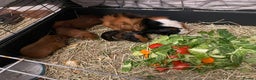 Guinea Pig rodents for sale: Baby Guinea Pigs. Male & Female pairs - Advert 5