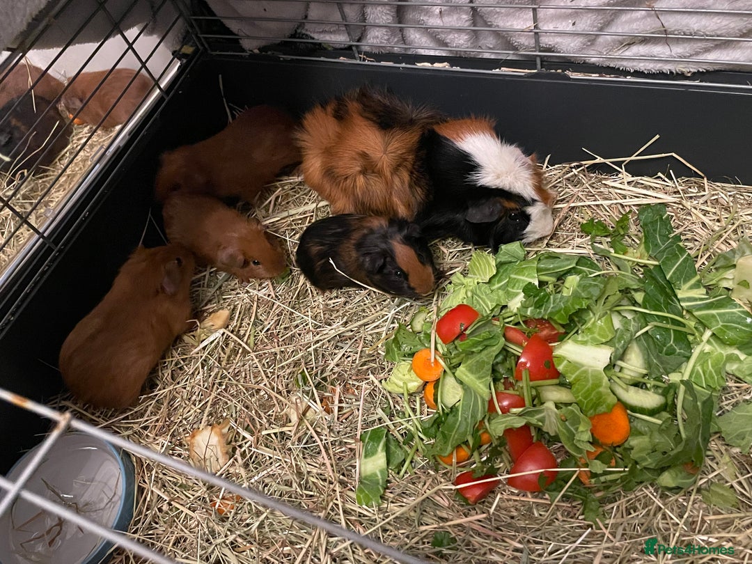 Guinea Pig rodents for sale: Baby Guinea Pigs. Male & Female pairs - Advert 5
